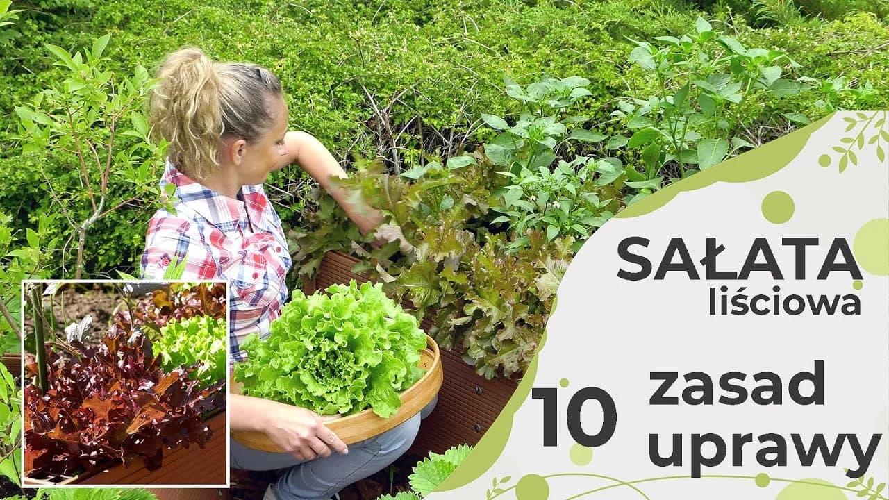 Dlaczego sałata rośnie w górę? Oto najczęstsze przyczyny i rozwiązania